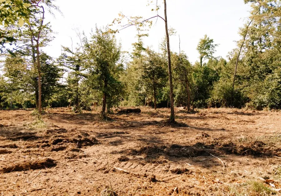 Mulched ground with selected trees left standing after underbrush clearing